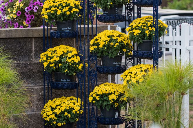 Yellow flowers and plants near the pool area