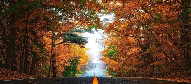 Road with falling leaves