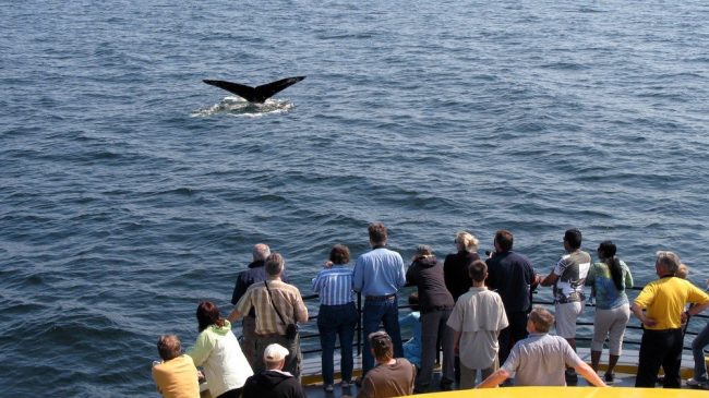 People watching a whale