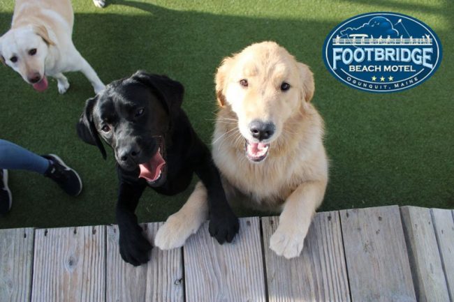 black lab and golden retriever happily playing together at the dog park in Ogunquit, Maine